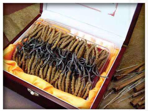 昌化镇冬虫夏草回收